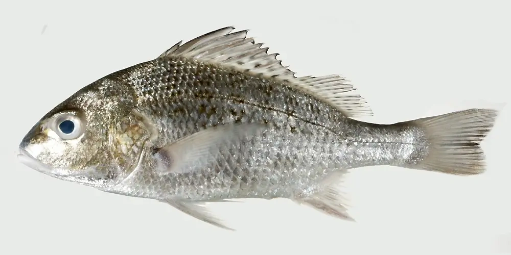 ماهی سنگسر و روش طبخ آن | انواع ماهی جنوب ایران