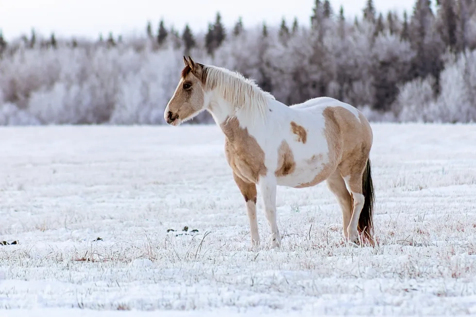 انواع نژاد اسب | مشخصات نژاد اسب جیپسی