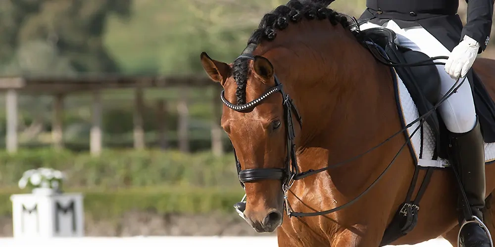 یک اسب سوار حرفه ای چگونگی استفاده از وسایل‌ سوارکاری را می‌داند