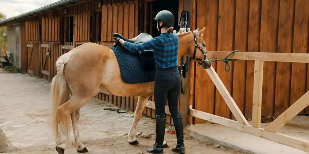 برای حرکت چهار نعل، باید کار خود را با یورتمه رفتن با اسب آغاز کنید. |  آموزش سوارکاری برای مبتدیان 