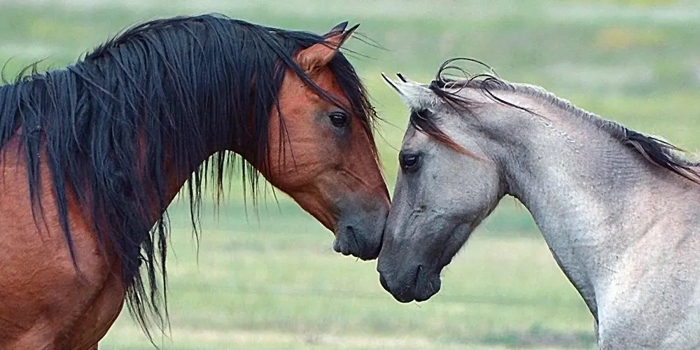 انواع مسابقات اسبدوانی  |  اسب و اسب سواری