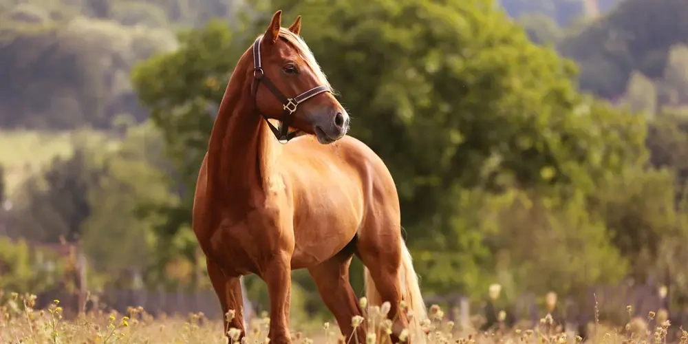 نژاد اسب ها |  اسب و اسب سواری