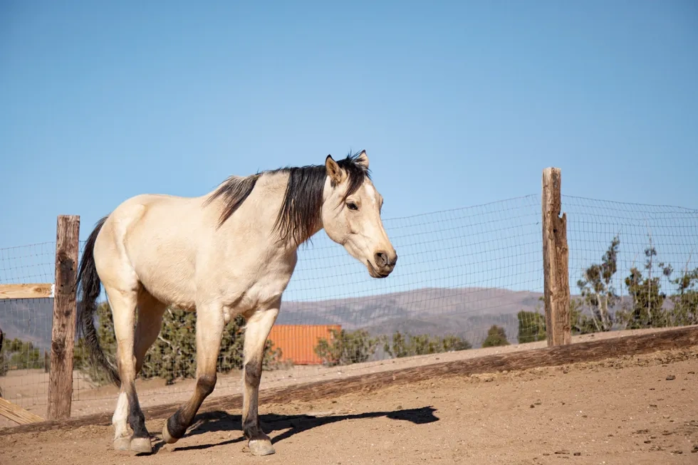 انواع نژاد اسب | مشخصات نژاد اسب اسپانیایی