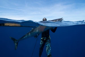 ویدیو ماهیگیری با تفنگ نیزه ای در هاوایی- تارگتینو