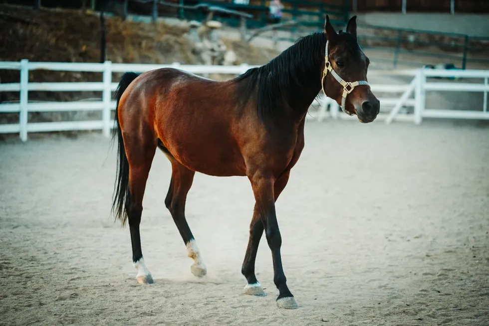 انواع نژاد اسب | خصوصیات نژاد اسب هانوورین