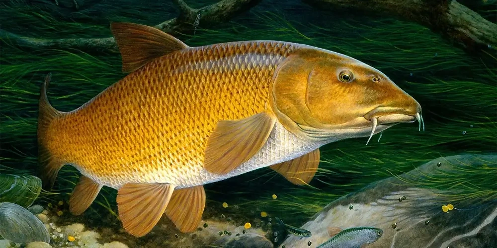 گونه‌های ماهی زرد پر در اروپا