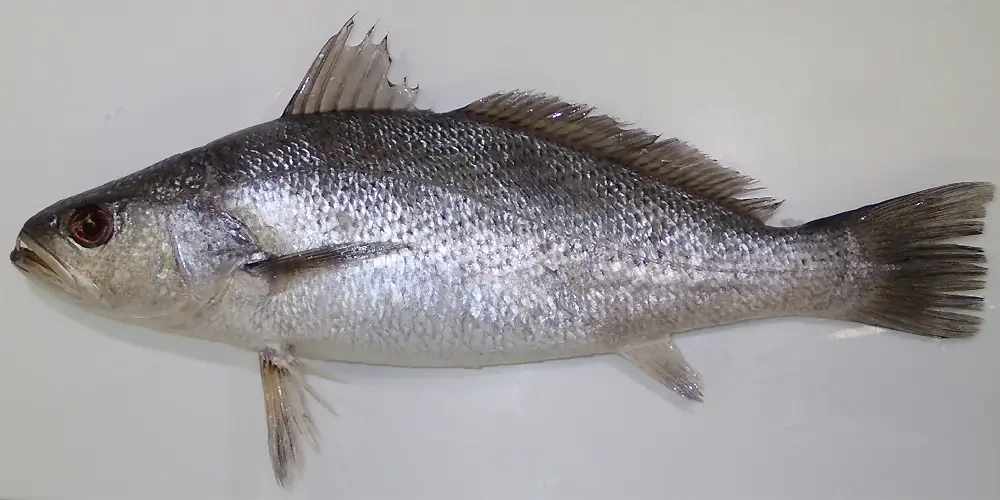 ماهی شوریده ممتاز خلیج فارس | انواع ماهی جنوب ایران