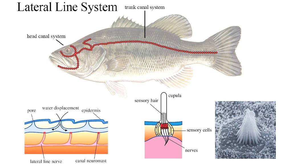 خط جانبی در بدن ماهی چیست؟