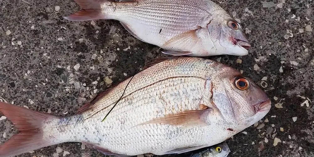 انواع گونه ماهی در ایران  | انواع ماهی ها