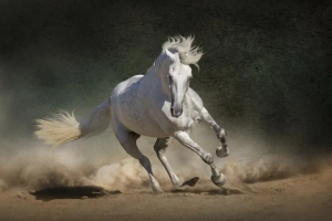 ویدیو قوی ترین اسب جهان | 10 تا از قوی‌ترین اسب‌های جهان