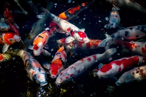 ویدیو ماهیگیری با دست | زیباترین ماهی های کوچک - تارگتینو