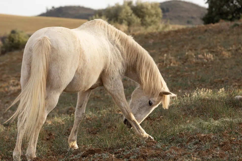 انواع نژاد اسب | مشخصات نژاد اسب هانوورین