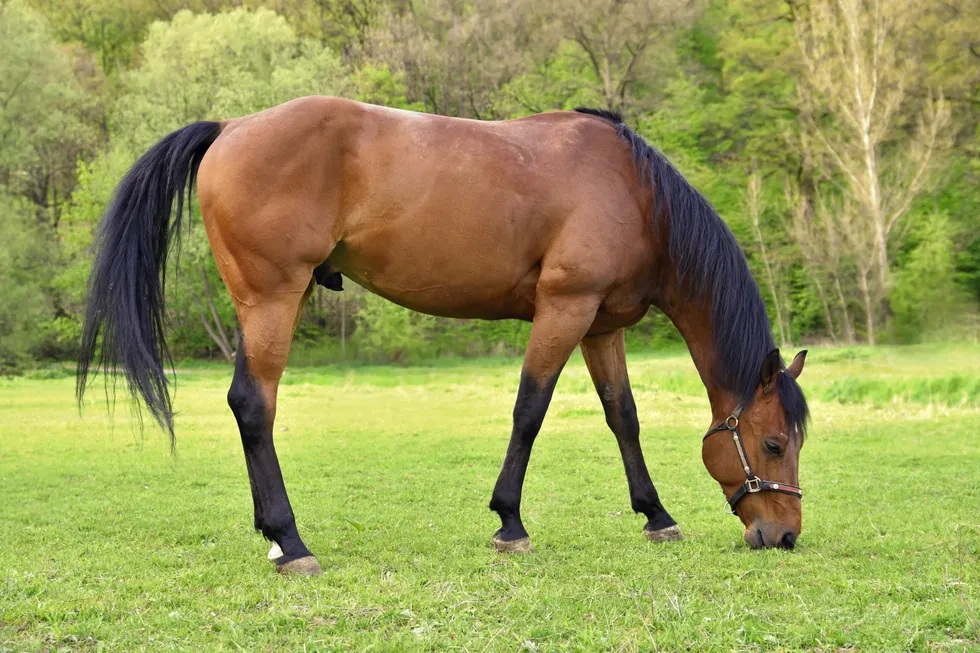 انواع نژاد اسب | مشخصات نژاد اسب ترکمن