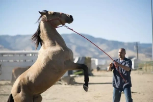 ویدیو رام کردن اسب وحشی | چگونه اسب وحشی را رام کنیم؟