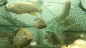 ویدیو ماهیگیری با گرگور | تصاویری زیبا از دنیای زیر آب