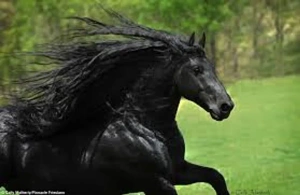 ویدیو زیباترین نژادهای اسب | 8 تا از زیباترین نژادهای اسب در جهان