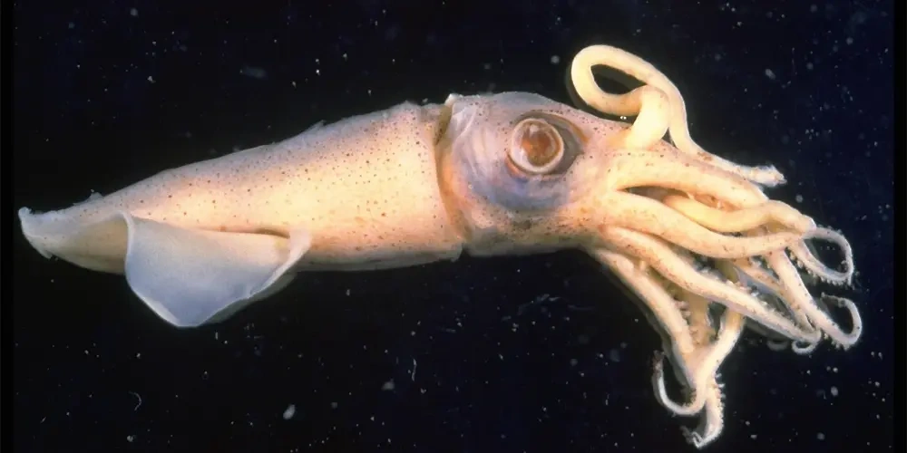  ماهی مرکب، انکاس، خساک | انواع ماهی جنوب ایران