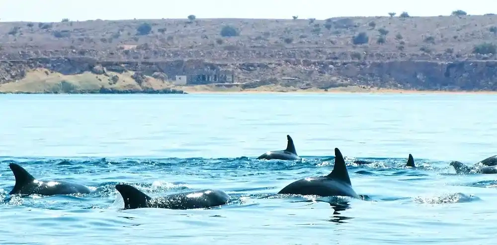 دلفین های جزیره هنگام | بهترین جزیره های ایران