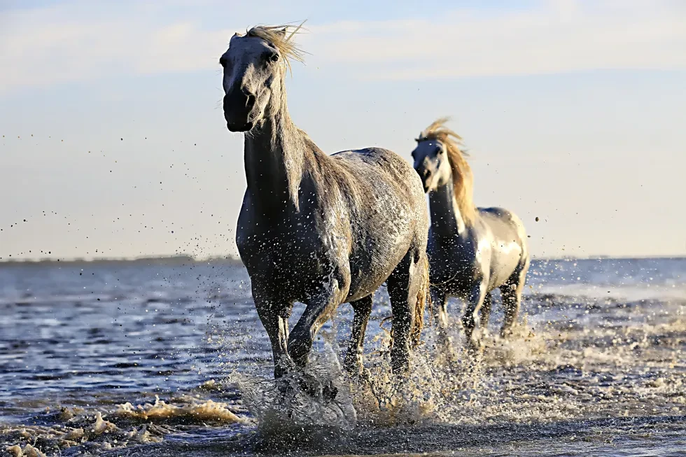 انواع نژاد اسب | خصوصیات نژاد اسب آپالوسا