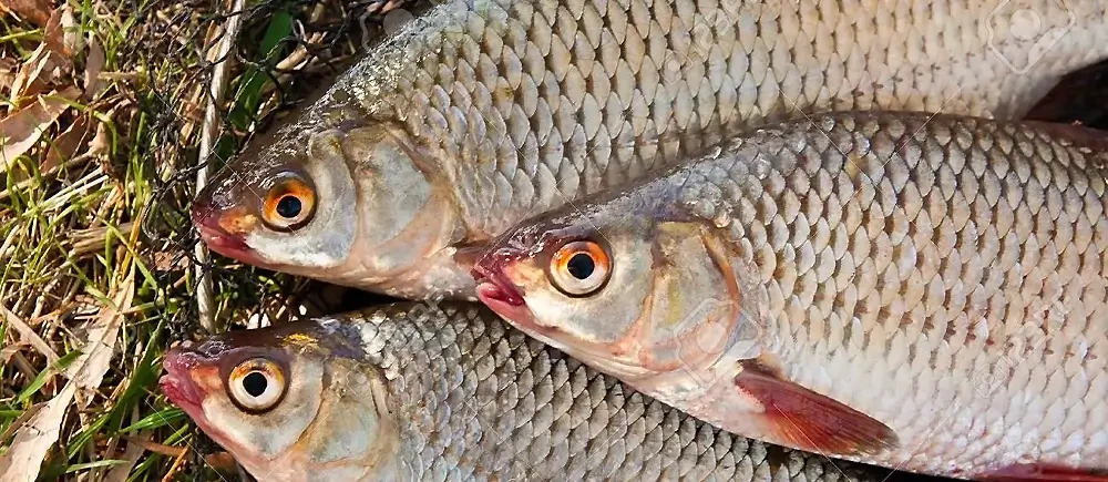 ماهی سفید | ماهی‌های خوراکی در ایران