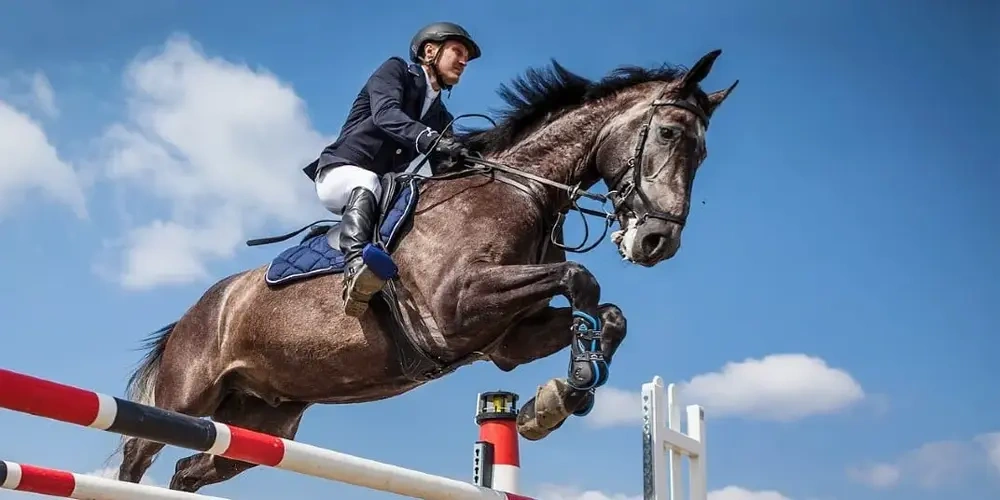 اطلاعات بیشتر در مورد قوانین و اصول مسابقات اسب سواری 