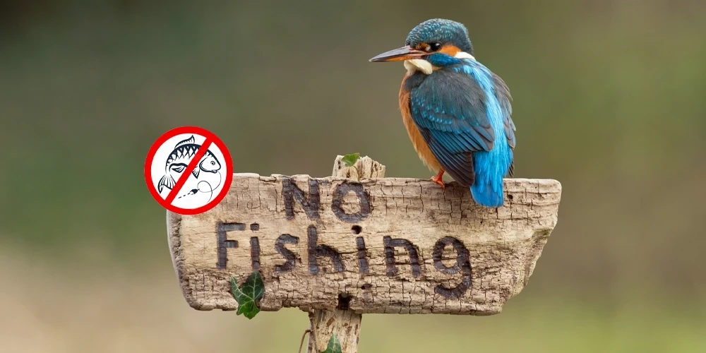 در کدام فصل ماهیگیری ممنوع است؟؛ نکات مهم در مورد ماهیگیری 