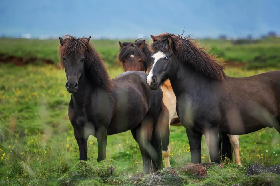 انواع نژاد اسب | خصوصیات نژاد اسب کردی