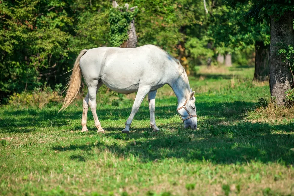 انواع نژاد اسب | مشخصات نژاد اسب بلژیکی