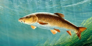 barbel-fishing | آشنایی با ماهی زرد پر و روش‌های صید ورزشی آن