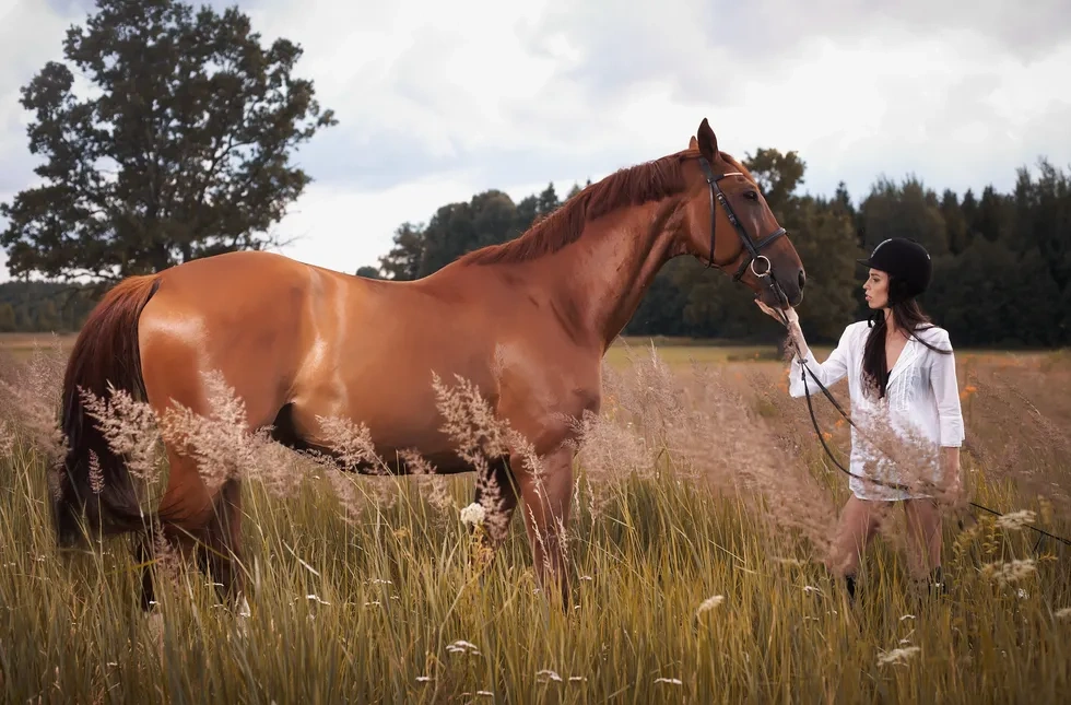 انواع نژاد اسب | خصوصیات اسب موستانگ