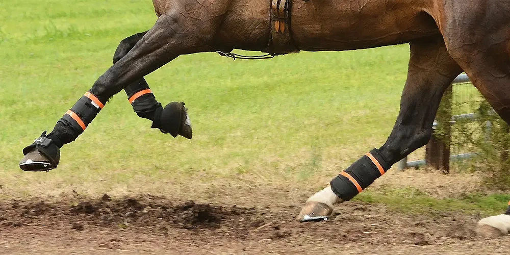 آیا همه اسب ها به نعل نیاز دارند؟