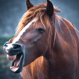 ویدیو صدای اسب | صدای شیهه اسب و کره اسب
