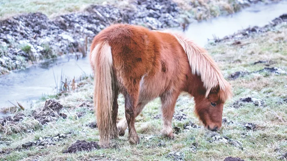 انواع نژاد اسب | خصوصیات نژاد اسب پونی