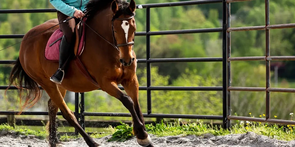 آموزش یورتمه رفتن با اسب در سوارکاری | نحوه استفاده از رکاب در ورزش سوارکاری