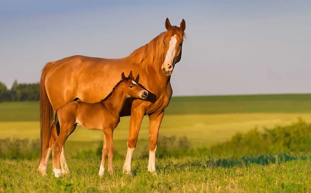 خط خونی |  اسب و اسب سواری
