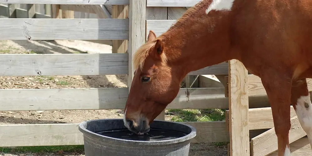 اگر اسب ها آب کافی دریافت نکنند چه اتفاقی می افتد؟  | روش های نگهداری اسب