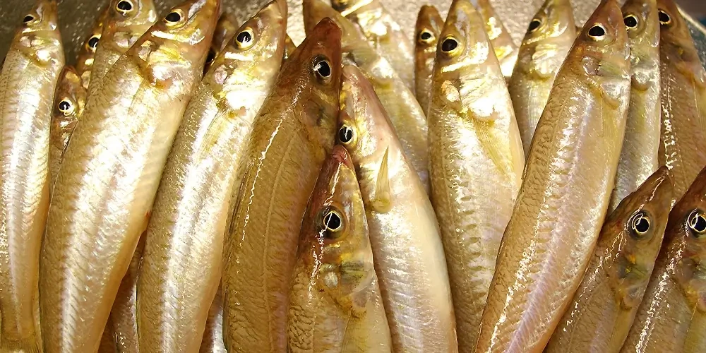 ماهی شورت (Sillaginidae) | ماهیگیری چیست؟