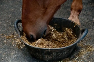 ویدیو غذای اسب | ویدیو غذای اسب | انواع مکمل‌ تقویتی ویژه اسب