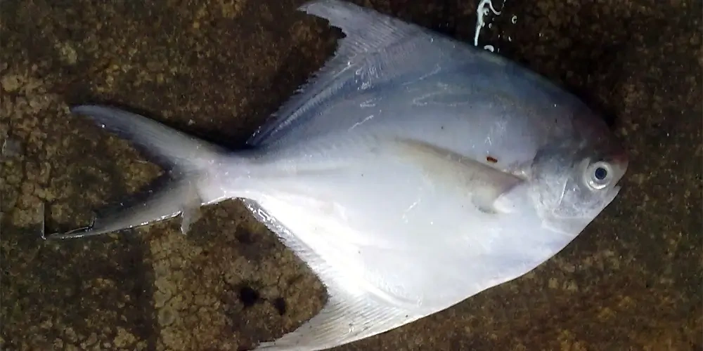 ماهی حلوا (Pampus argenteus) | ماهیگیری چیست؟