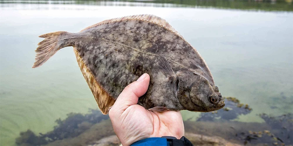 کفشک ماهی (Flounder Fish) | ماهیگیری چیست؟