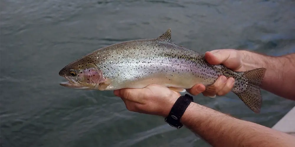 5. قزل آلای رنگین کمان (Rainbow Trout) (پرورشی) | ماهیگیری چیست؟