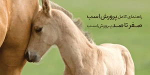 راهنمای کامل پرورش اسب | صفر تا صد مراحل کامل پرورش اسب