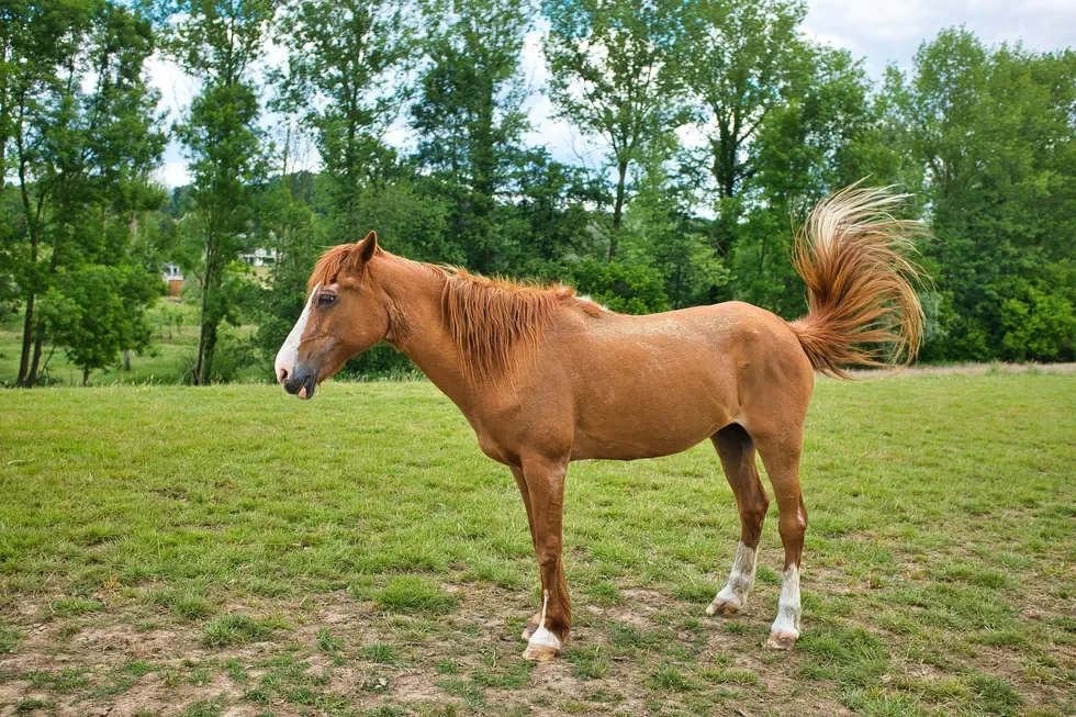 انواع نژاد اسب | مشخصات نژاد اسب شایر