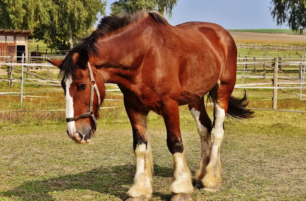 انواع نژاد اسب | مشخصات نژاد اسب موستانگ