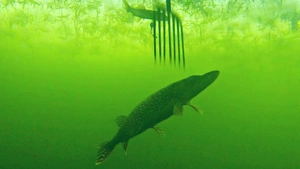 ویدیو عجیب‌ترین نیزه ماهیگیری | ماهیگیری با نیزه روی دریاچه یخ زده - تارگتینو