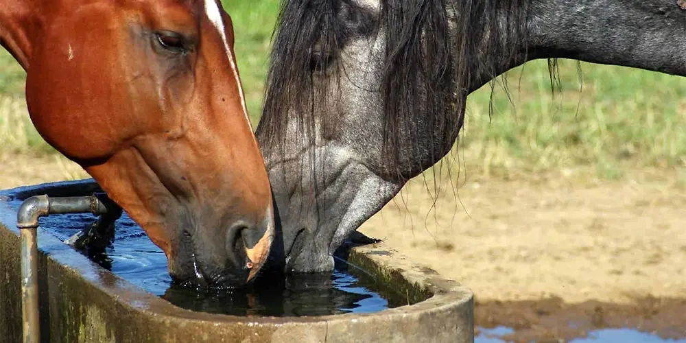 اسب ها چقدر آب نیاز دارند؟ | روش های نگهداری اسب