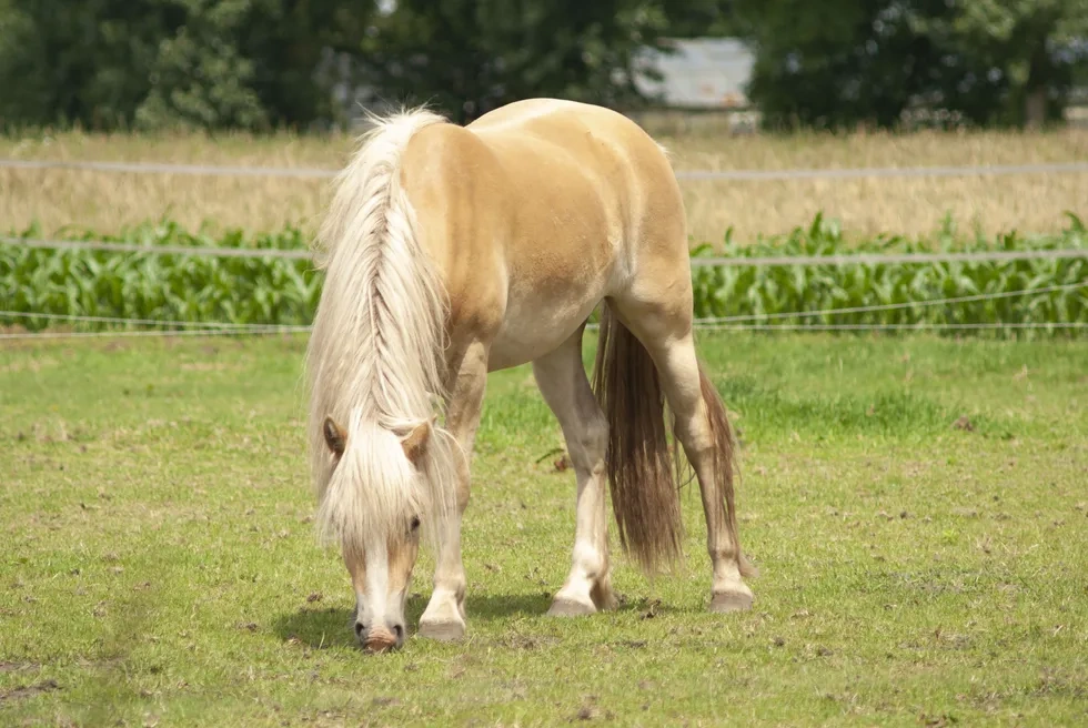 انواع نژاد اسب | مشخصات نژاد اسب هافلینگر