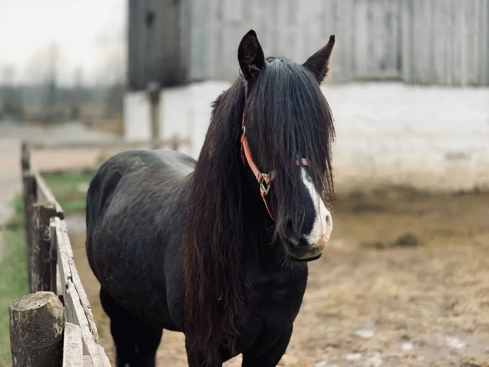 انواع نژاد اسب | خصوصیات نژاد اسب فالابلا