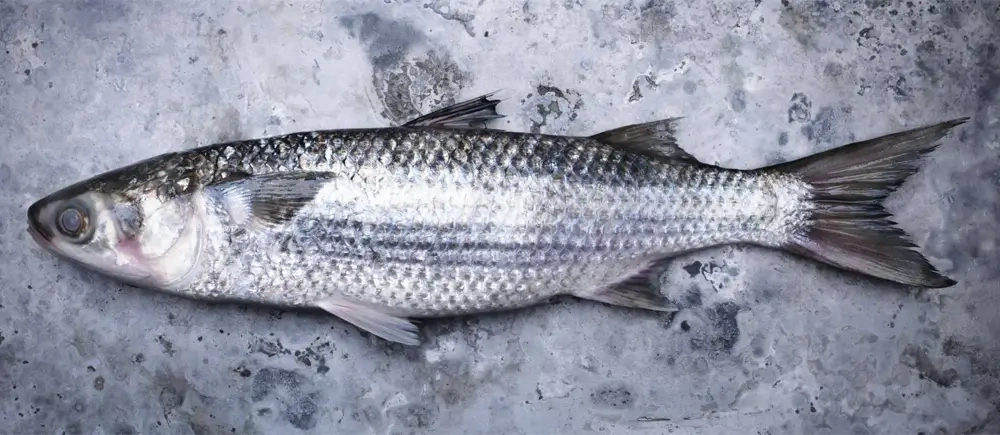 ماهی کفال | ماهی‌های خوراکی در ایران