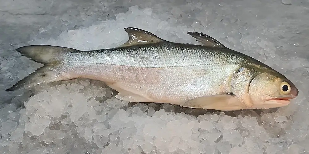 ماهی راشگو (four-finger threadfin) | ماهیگیری چیست؟